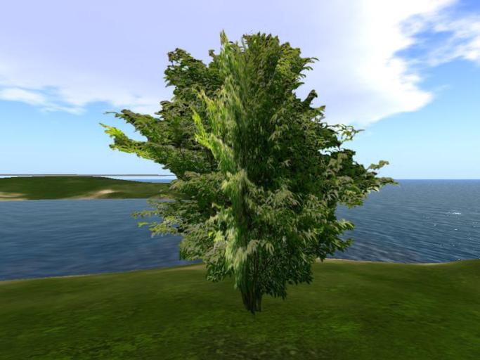 Arkads 1 Prim Japanese Hornbeam