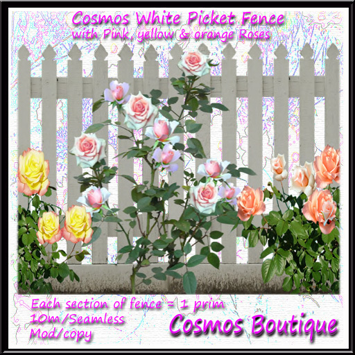 Cosmos White Picket fence with pink, yellow, orange rose(Boxed)