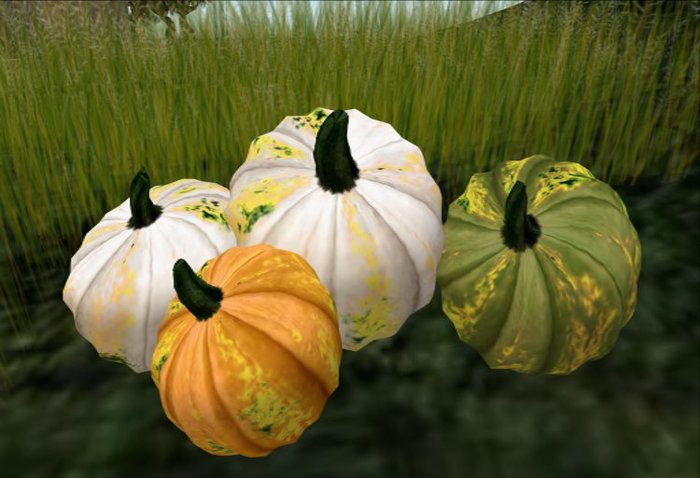 Pumpkins white & green
