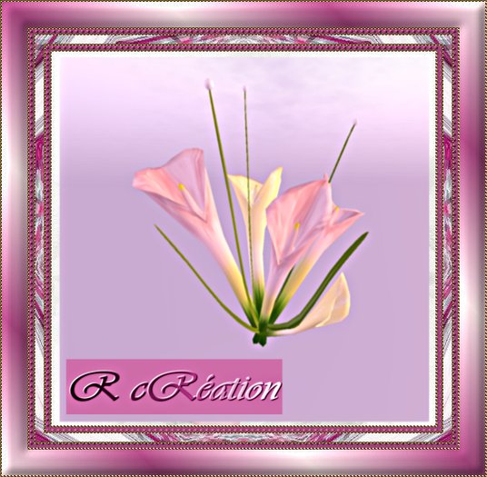 Flowers exotics pink