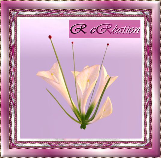 Flowers exotics white