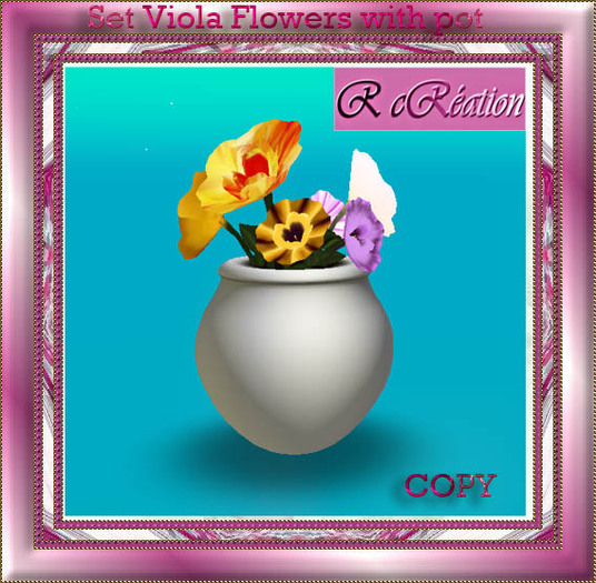 Viola  flower pot