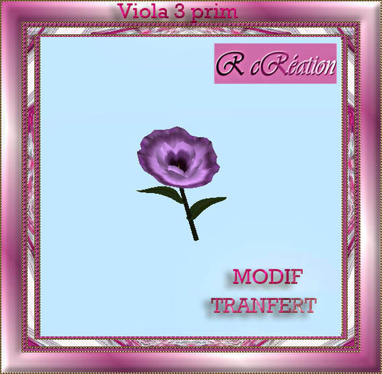 Viola purple