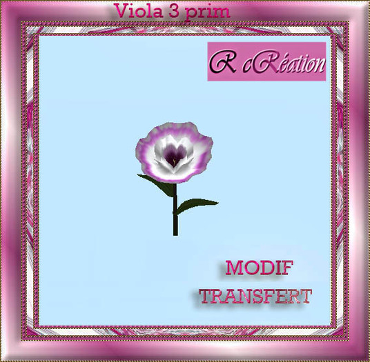 Viola white pink