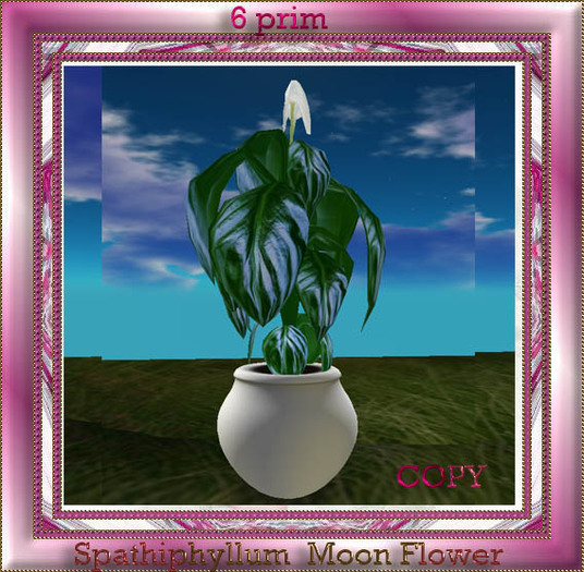 Spathiphyllum  Moon Flower