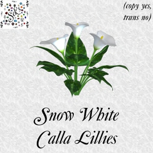 Sek's Snow White Calla Lillies