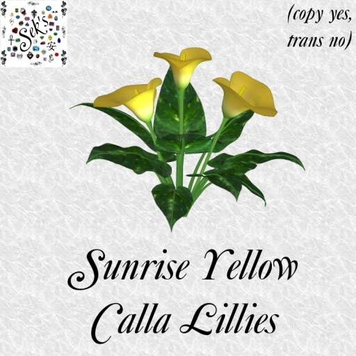 Sek's Sunrise Yellow Calla Lillies