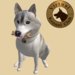 Vkc husky silver marketplace 01