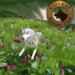 Vkc husky silver marketplace 02