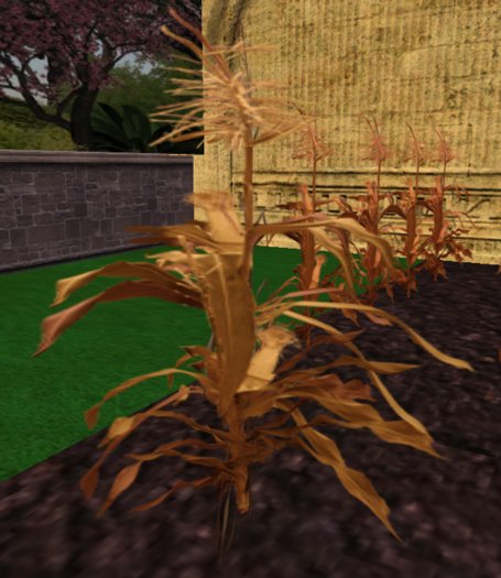 Single Dry Corn Plant - Ultra Light, Prim .5LI, Copy/ Mod