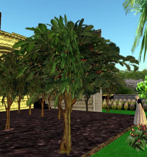 Single Coffee Tree