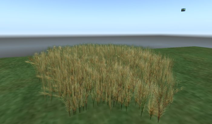 Dryed out grass