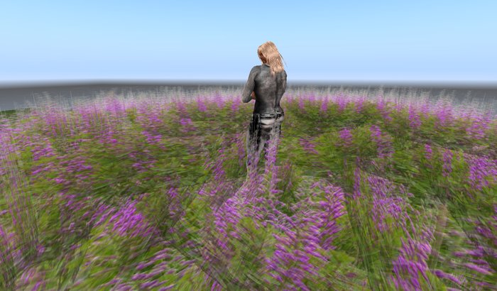 Baptisia purple
