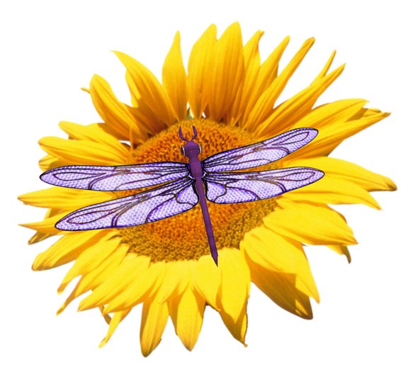 !!! NEU !!! Amethystlibellen