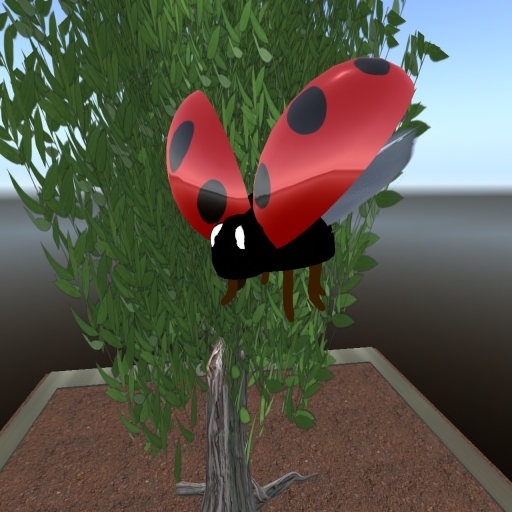 Coccinelle volante 