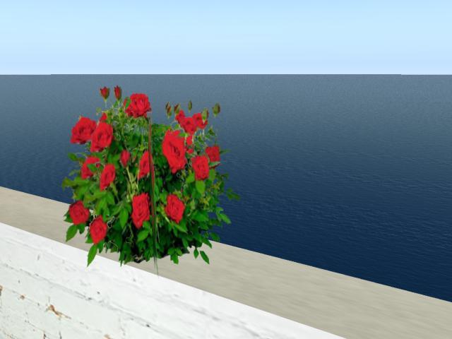 rose bush