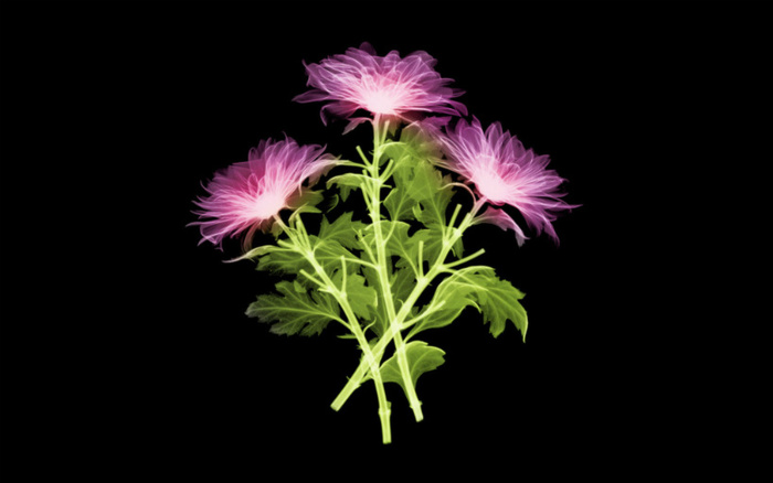 Neon 3D Flowers