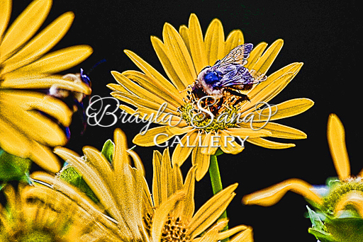 [br] Bee Curious