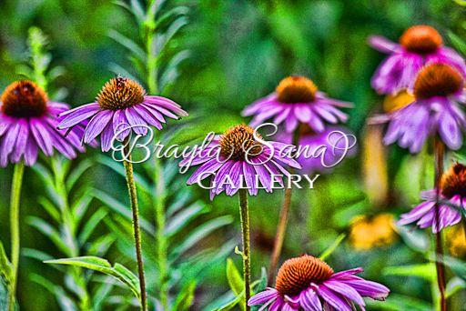 [br] Purple Coneflower