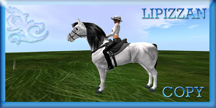 Lipizzan 