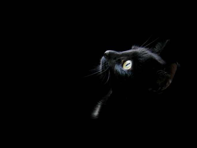 Black Cat 1