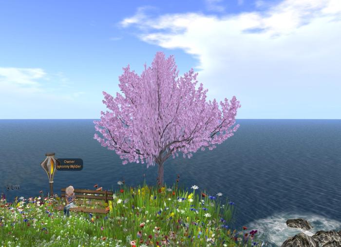 KANZAN CHERRY 1