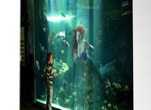 Ariel