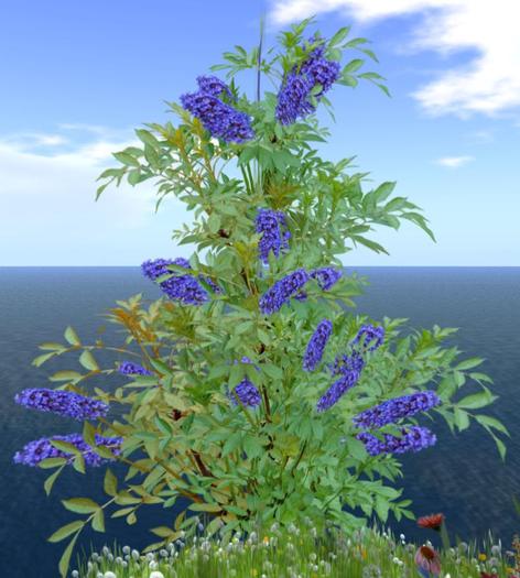 Butterfly Bush Blue