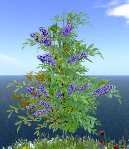 Butterfly Bush Light Blue