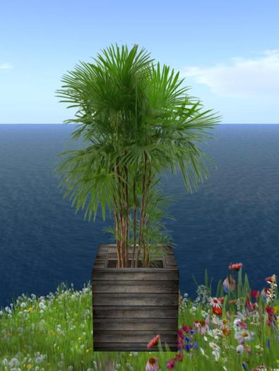 PALM IN POT, chamaerops
