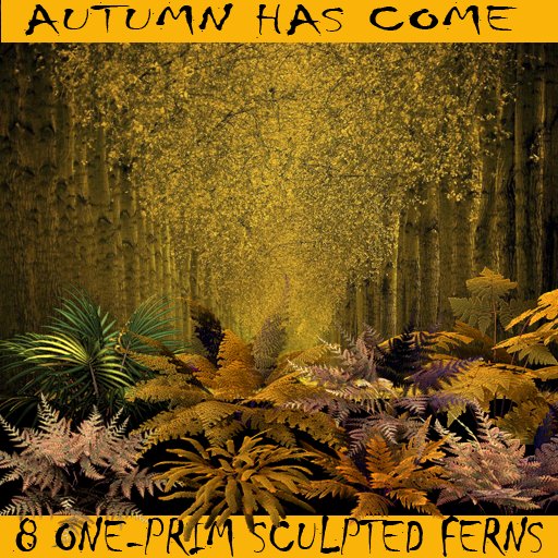 Autumn has come 8 ferns