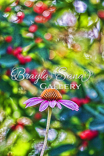 [br] Lone Coneflower Rides Again