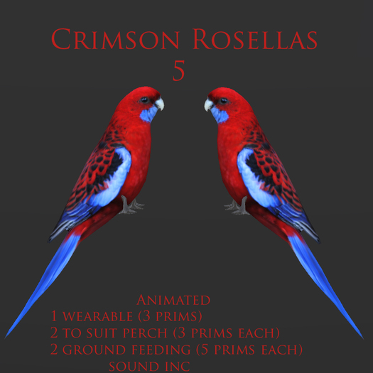 Crimson Rosellas 5