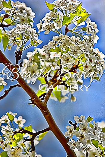 [br] Spring Blossoms in White