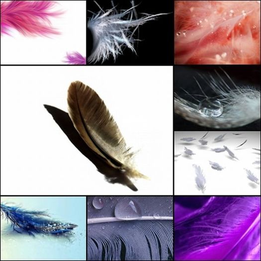 9 BACKGROUNDS FEATHER!! PROMO!!