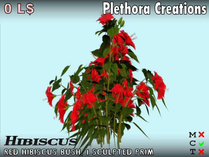 Hibiscus Bush (Free)