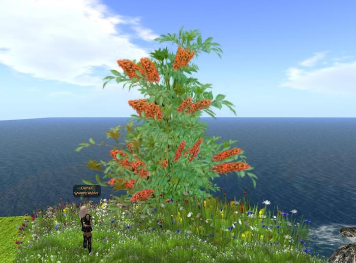 Butterfly Bush Orange