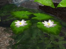 Water lily box
