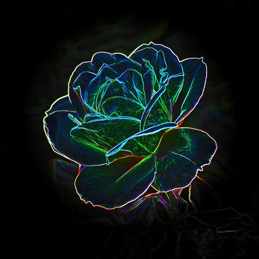 neon flower 1