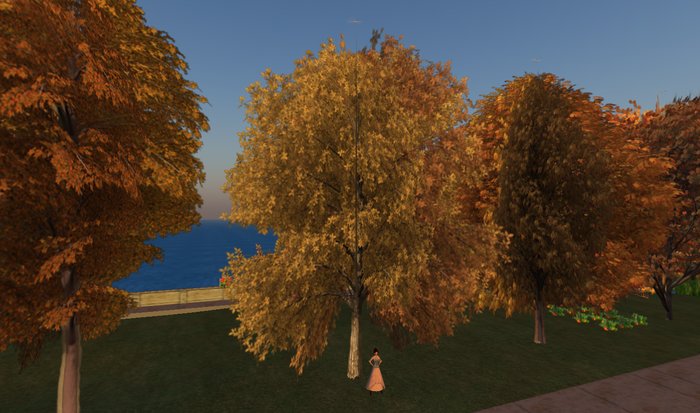 Autumn European Walnut - 1 prim C/M