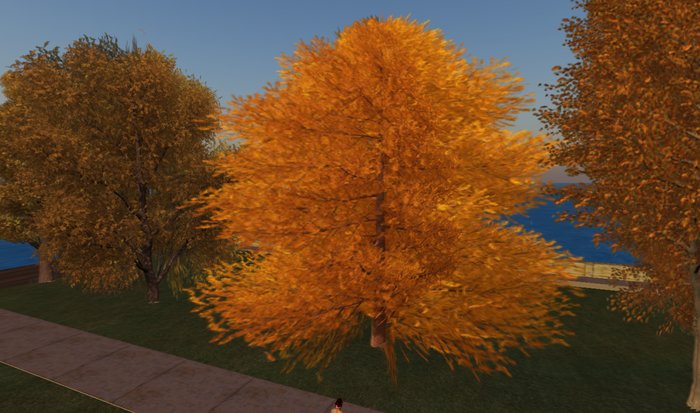 Autumn European Larch - 1 prim