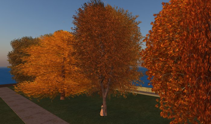 Autumn Norway Maple - 1 prim