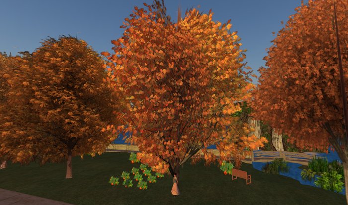Autumn Vine Maple - 1 prim