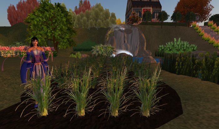 Rice Paddy row