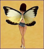 Yellow and Black Butterfly Wings