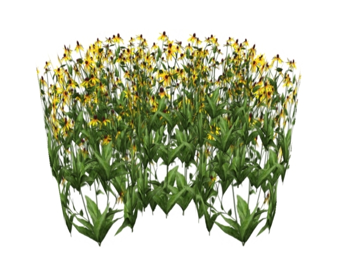 Black eyed susan - MayLou Designs