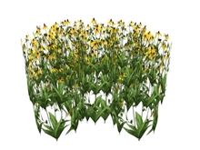 Black eyed susan - MayLou Designs