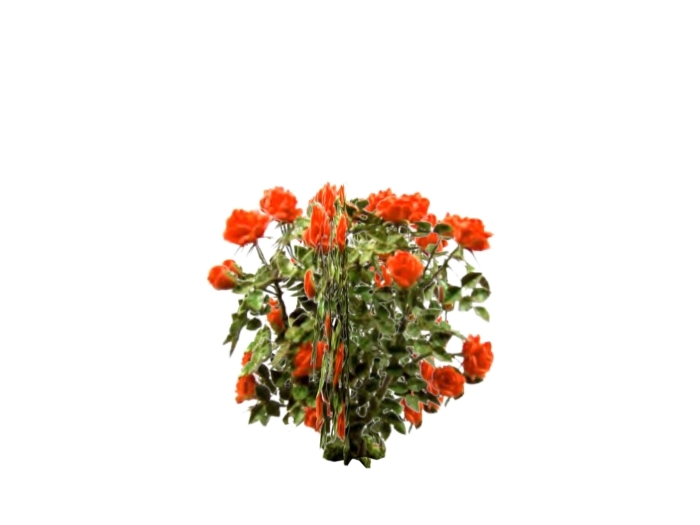 Red Rose Bush 1