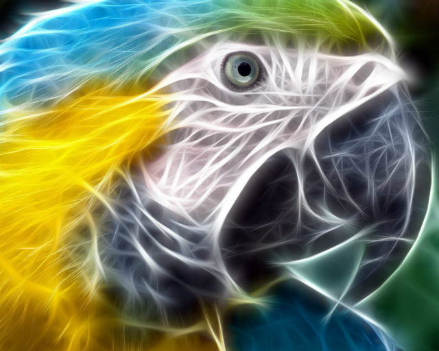 neon macaw 1