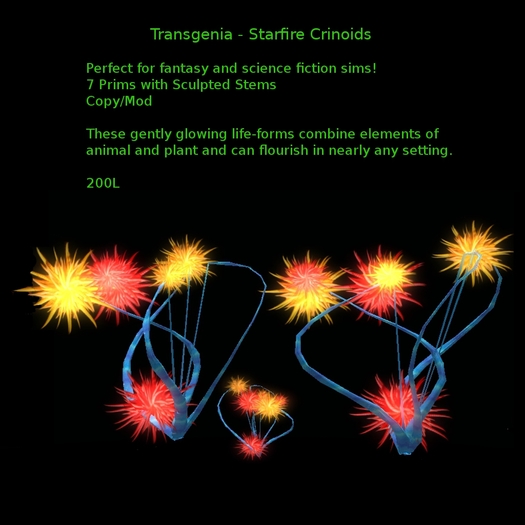 Transgenia Starfire Crinoids